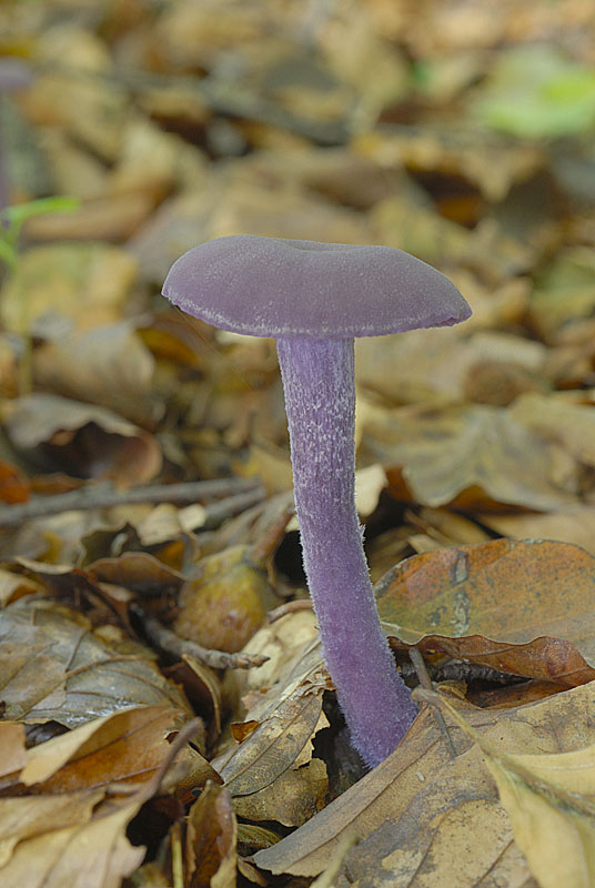 Laccaria amethystea
